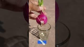 How to grow ONION at Home,Spring Onion उगाने का आसान तरीका। #springonions
