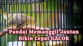 Suara Sirtu/Cipoh Betina Gacor Memanggil Jantan Ampuh bikin sirtu cepat gacor