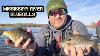 Main Channel Bluegill Fishing in November!! (Mississippi River)