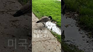 #미국시골  동물친구들