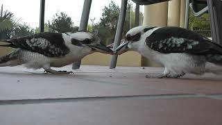 Kookaburra: THE WORLDS MOST DETERMINED BIRD