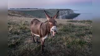 best 1 Hours of Donkey Sounds crazy donkeys