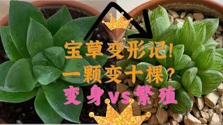 宝草变形记｜百合科多肉植物养护与繁殖｜一颗变十棵｜玉露寿类多肉都可以参考此方法