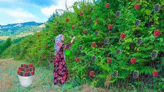 Village Life in Northern Iran : Daily Life of Iranian Villagers in the Mountains