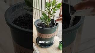种植小技巧都知道哪些种植小技巧 种植的乐趣 记录我的种植生活 三农种植 @DOU+上热门 @抖加上热门dou+热点宝 @DOU+小助手 @抖音小助手 小妙招大作用