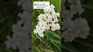 Что самое главное чтобы собрать много меда? #пасека #пасекаклимовых  #shorts
