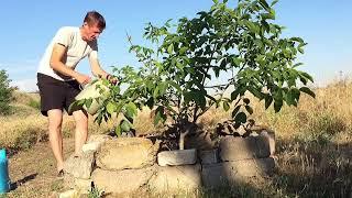 Высадил орех на чужой территории и ухаживаю за ним в деревне