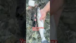 Вот это я понимаю улов #рыба #рыбалка #путешествия #море #хорватия