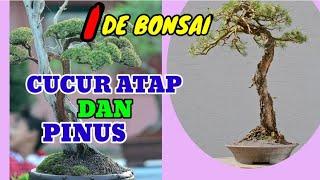 BONSAI CUCUR ATAP DAN PINUS KURUS MEMUKAU || IDE BONSAI