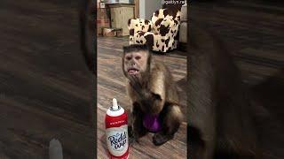 Monkey Gets Help Getting Sweet Treat || ViralHog