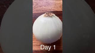 How to Grow Onion from Onion Bottom Scrap