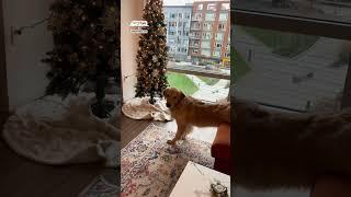 Dog stretches out to sniff tree            : TikTok / burrowthegolden