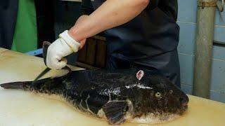 Amazing!! This is a monster fugu weighing 7 kg !! A Japanese craftsman makes this into sashimi