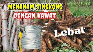 Temuan Baru Cara Menanam Singkong dengan Kawat Menghasilkan Buah Lebat