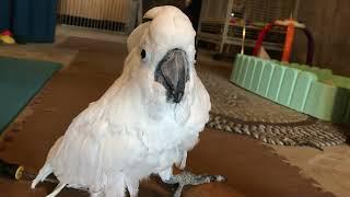 Cockatoo has opinion on what does, and does NOT, go into storage box