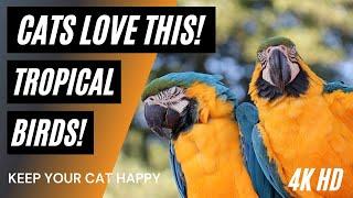 Videos for Cats to Watch ⭐ 4K   ️  Tropical Birds  ⭐