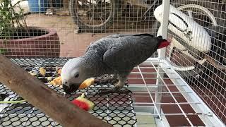 Bibi Grey Parrot like Apple