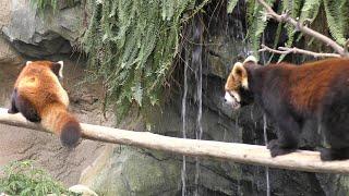 レッサーパンダ,神戸どうぶつ王国,兵庫県,Lesser panda,Red panda,Kobe Animal Kingdom,Hyogo,Japan,小熊猫,