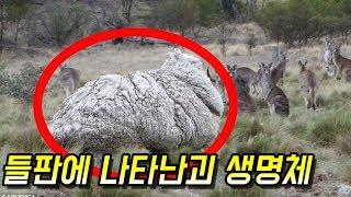 [감동]실종된지 6년만에 나타난 동물의 놀라운 사연 - 감동바다