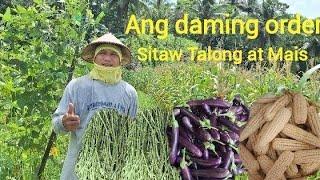 11TH Harvest ng sitaw akala ko Laos na madami pa pala