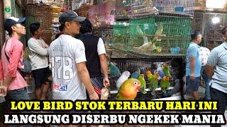 LANGSUNG DISERBU NGEKEK MANIA!!CEK HARGA LOVE BIRD TERBARU DI PASAR BURUNG PRAMUKA HARI INI