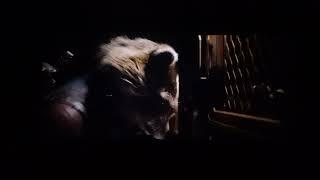 Rocket saves his raccoon friends |Guardians of the Galaxy 3 #video  #guardiansofthegalaxy  #marvel