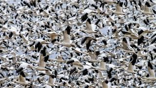 Birder's Paradise--Thousands of Snow Geese Migrate through Bath, Pa., Jan 2021