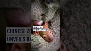 Chinese zoo unveils baby koala