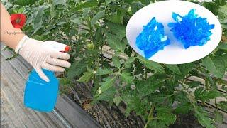 Zaštitite paradajz i ostale biljke od plamenjače na vrijeme - 100 % djeluje