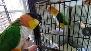 Bird room time with the caiques!!