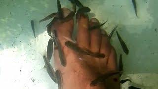 Garra Rufa ("Doctor fish") why is it controversial and how to care in home aquarium