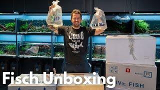 Das erste mal Skalare bei Liquid Nature! Fisch Unboxing