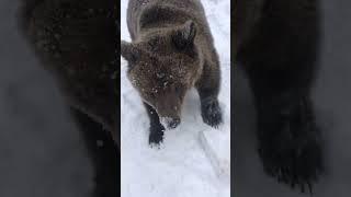 Медведь Том играет в собачьи игры