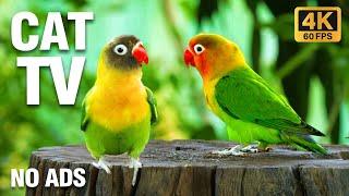 Video For Cats To Watch - Birds Are Amazing To Watch At Home With Your Cat On TV - Bird Paws