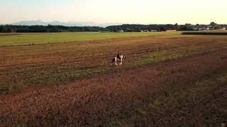 Reiten auf dem Stoppelfeld im Sonnenuntergang - Drohnenaufnahmen ! [Teresa Sarnow]