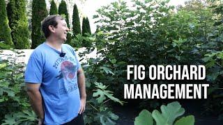 Growing Fig Trees: Orchard Management with Bill Lauris