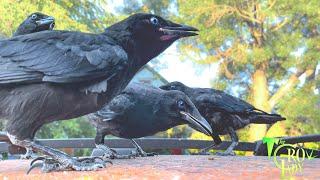 Crow Cam: Baby Boomers