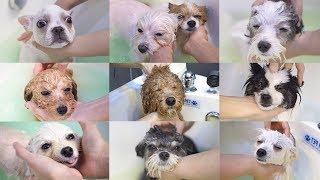 (Celebrating 1M subscribers)  A comfortable dog spa.ZIP