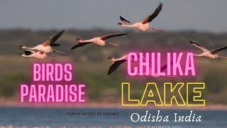 CHILIKA Wildlife Sanctuary| Mangalajodi Chilika Lake- Birds Paradise of Odisha, Best place for Birds