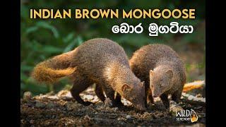 Indian Brown Mongoose බොර මුගටියා | Wildlife Documentary Video