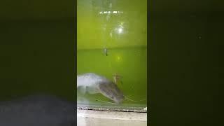 BEGINI ..!! Cara Ikan Lele Makan Umpan