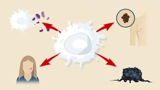 Macrophage Subtypes: Polarization, Activation and Plasticity