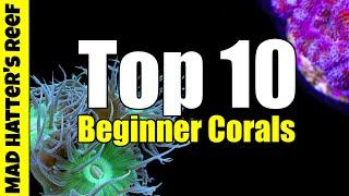 Top 10 Best Beginner Corals For Your Reef Tank