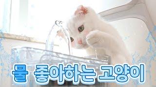 물냥이 보셨어요? | 고양이산책