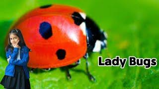 "Fascinating Facts About Ladybugs! | Let’s Explore Nature’s Tiny Heroes"