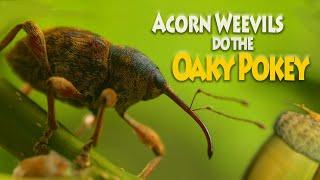 Acorn Weevils do the Oaky Pokey