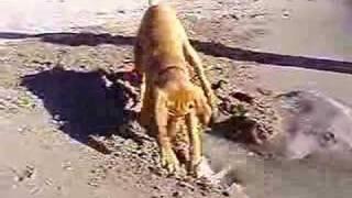 Our Vizsla, Ginger digging on the beach