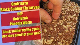 GrubTerra - Black Soldier Larvae Review - Black Soldier Fly Life cycle - Nutrigrub - Phoenix Worm