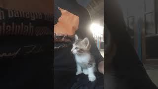 Meong minta pangku  #kucing #shortvideo  #shorts