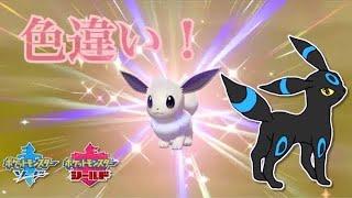 【ポケモン剣盾】相棒の色違いブラッキー爆誕の瞬間!!